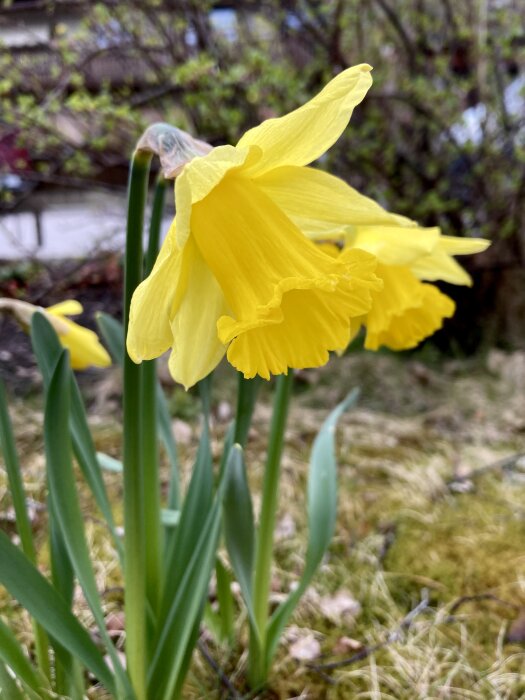 Gula narcisserna 'Rijnveld’s Early Sensation' i blom mot suddig trädgårdsbakgrund.