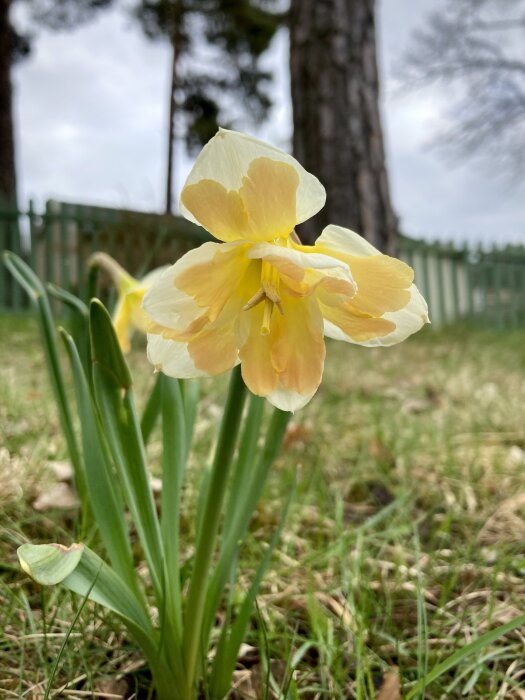 En ljusgul Narcissus 'Rijnveld’s Early Sensation' blomma i förgrunden med gräs och ett staket i bakgrunden.