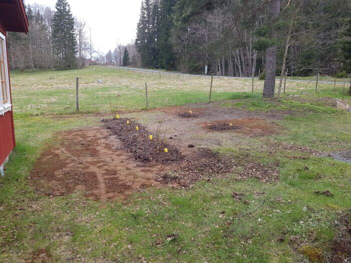 Nyanlagd häck av svarta vinbär och enskilda röda och rosa vinbärsplantor vid en stuga.