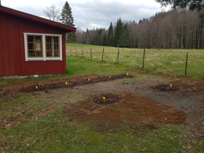 Röd stuga med fönster, nyanlagd häck av svarta vinbär, ensamma röda/rosa vinbärsplantor i trädgård.