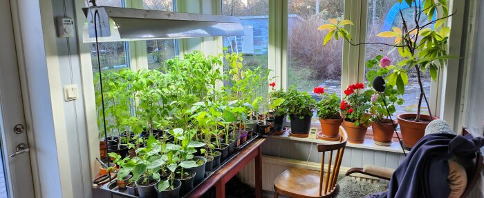 Inomhusodlingsområde med nya ljuskällor och frodiga plantor i krukor vid fönstret.