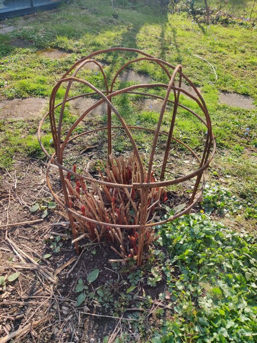 Nytt brunt metallpionstöd installerat runt en ung pionplanta i en trädgård.