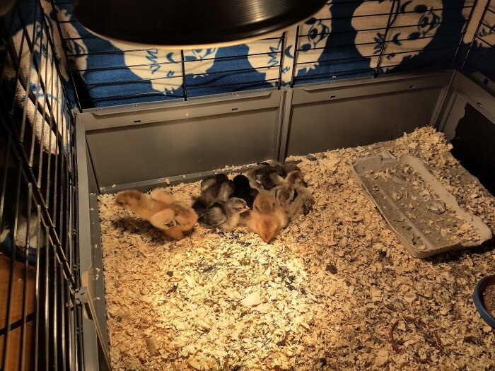 Ungkycklingar i en uppvärmdbur med spån på golvet, värmelampa ovanför och sovande höna.