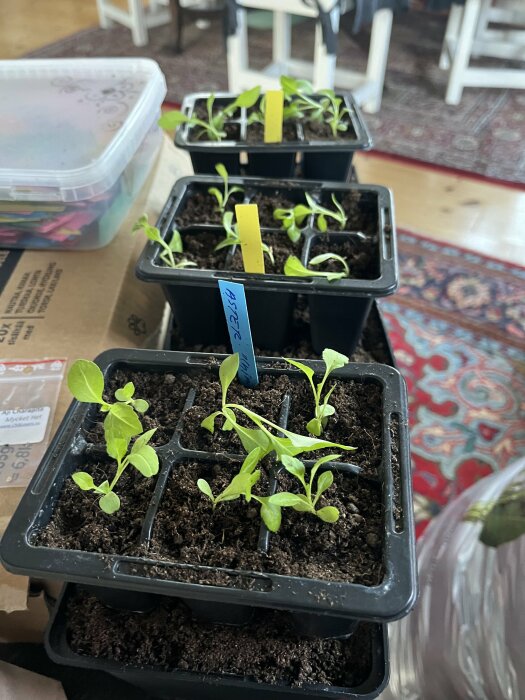 Asterplantor i olika tillväxtstadier i svarta plantkrukor, märkta med blå etiketter.