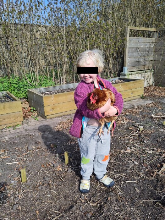 Ett barn håller en höna utomhus bredvid en upphöjd odlingsbädd.