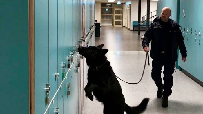 Tjänstehund som sniffar på låsta skåp i korridor med en vaktare.