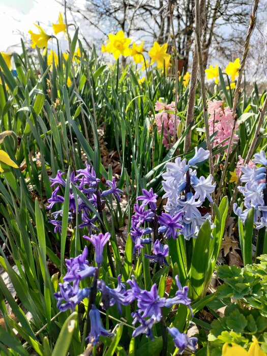 Rabatt med blommande hyacinter, kungsängsliljor och påskliljor i solljus.