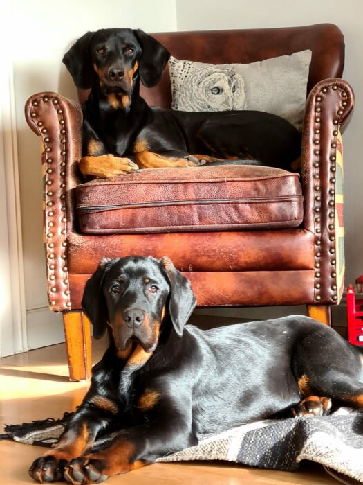 Två Dobermann-hundar inne i huset, en ligger på en matta och en sitter i en brun fåtölj.