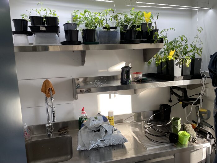 Plantskola inomhus med hyllor av tomatplantor under växtbelysning och trädgårdsutrustning på arbetsbänk.
