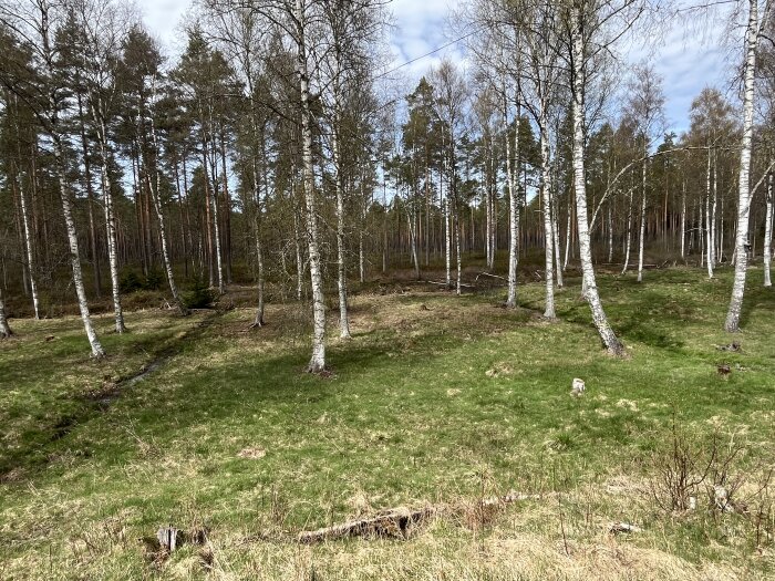 Björkskog med gräsmark, föreslagen plats för dammbygge mellan två diken.