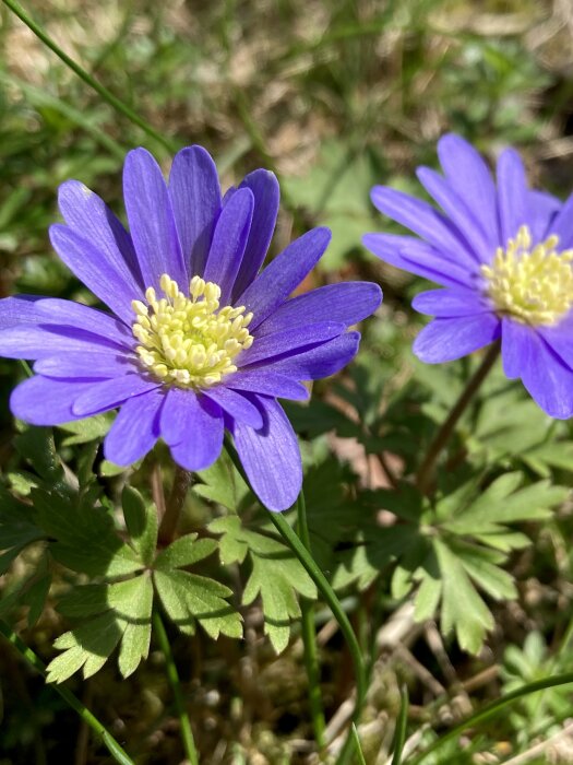 Närbild av blommande balkansippor med lila kronblad och gul mitt i en gräsmatta.