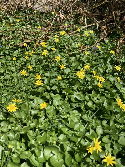 Gul blommande svalört bland gröna blad och vissna kvistar i trädgården.