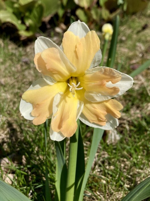 Närbild på en gul och vit Jetfire blomma i full blom mot en bakgrund av gräs.