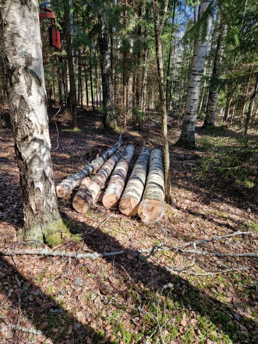 Nedtagen björk i sektioner på skogsmark med en vinsch fäst vid levande björk i bakgrunden.