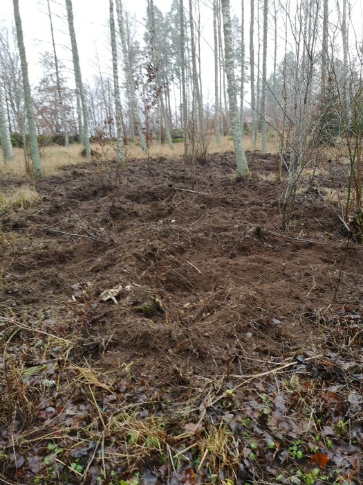 Ojämnt terräng i skog med spår och uppgrävda områden som vittnar om tidigare grisaktivitet.