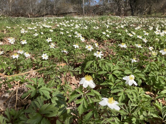 Vitsippor blommar i en glänta med solbelyst grönt gräs och löv.