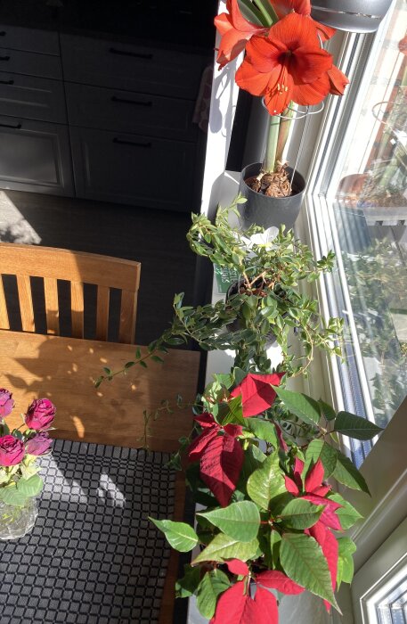 Krukväxter vid ett fönster med direkt solljus, inklusive en röd amaryllis och en röd julstjärna.