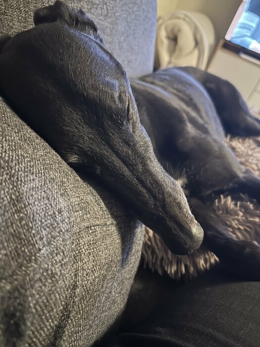 Äldre greyhound som vilar på en soffa med synliga gråa hår i ansiktet.