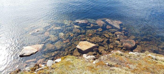 Stenar i vatten nära strandkant med markerad ökning av vattennivån sedan hösten.