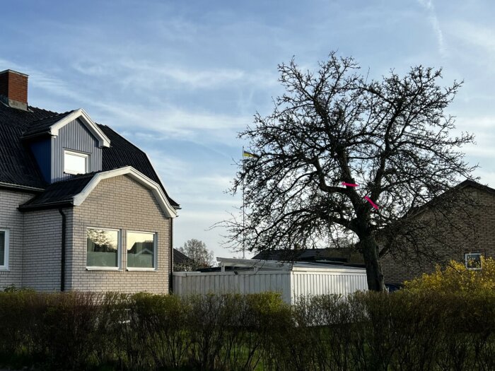 Bild på ett stort träd bakom hus med markerad gren för beskärning.