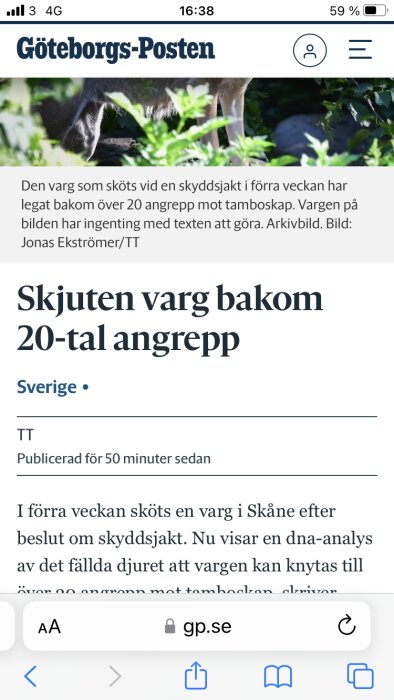 Skärmklipp av Göteborgs-Postens artikel med bild på en vargs ben och grönska, inte relaterad till texten.