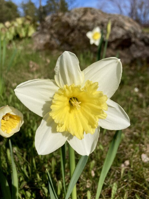En närbild av narcissen Ice Follies med vit kronblad och gul trumpet mot en naturlig grön bakgrund.