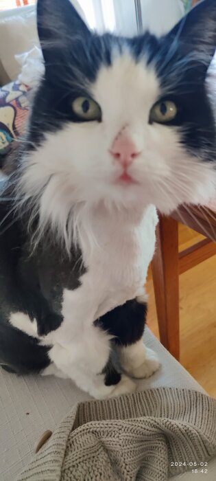 Svartvit katt med bedårande blick sitter på ett bord.