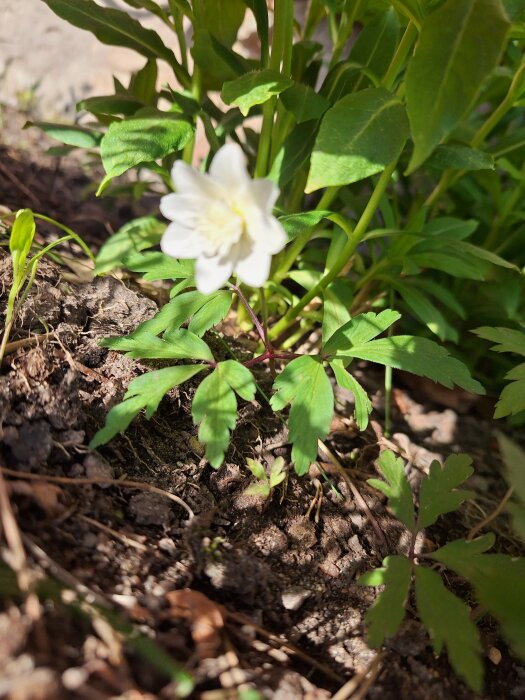 Anemone nemorosa 'Vestal', dubbel blommande vitsippa i naturlig miljö.
