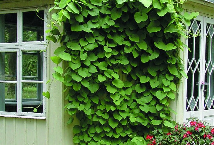 Klätterväxt på staket vid ett fönster, lik klätterhortensia eller klematis, i en solig trädgård.