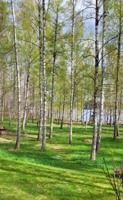 Björkskog med intensivt gröna färger och vatten i bakgrunden, överdriven grönska möjlig effekt av mobilkamera.