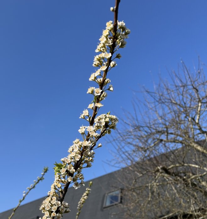 Blommande gren mot klarblå himmel framför en byggnad med mörkt tak.