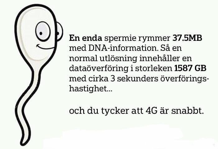 Illustration av en spermi med ett leende ansikte, bredvid text om spermiers DNA-information och överföringshastighet.