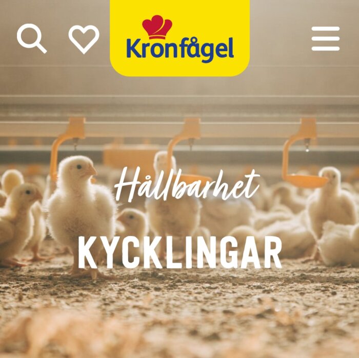 Ungkycklingar på ett uppfödningsgolv med texten "Hållbarhet KYCKLINGAR" och Kronfågel logotyp.