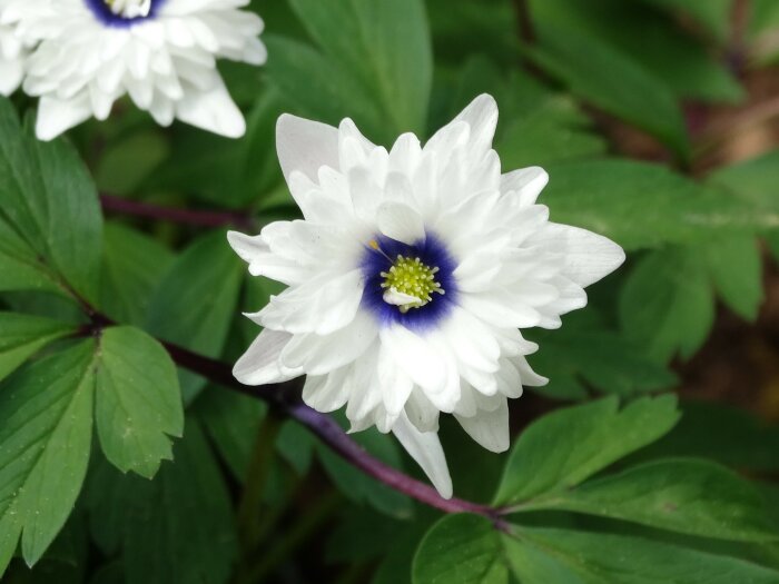Anemone nemorosa 'Blue Eyes' vit vitsippa med blått öga och gröna blad i bakgrunden.