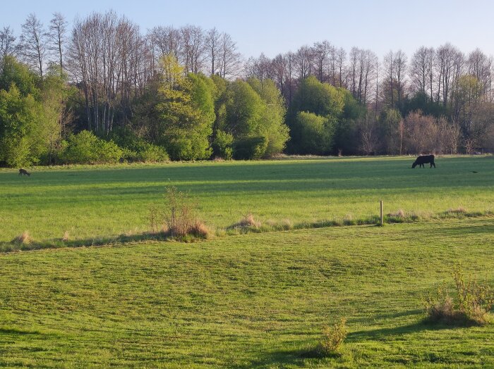 En ko och ett rådjur på en solig äng med en fasantupp till höger och träd i bakgrunden.