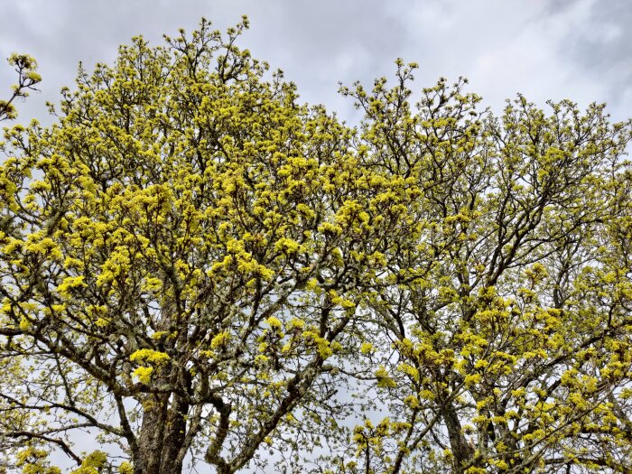 Lönnträd i full blom med unga gröna blad och gula blommor mot himlen.