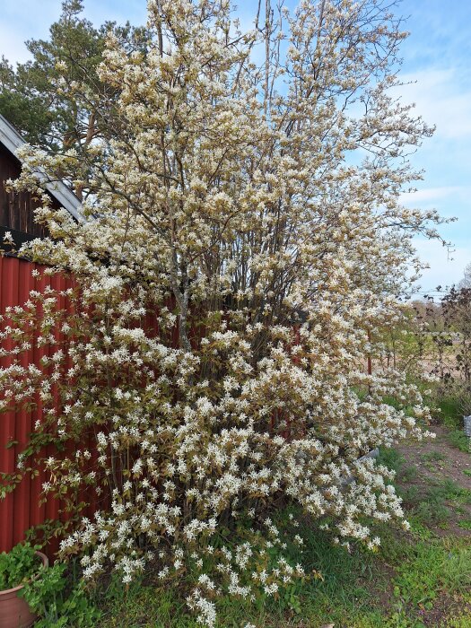 Blommande häggmispelbuske med vita blommor framför en röd byggnad och grönskande vegetation.