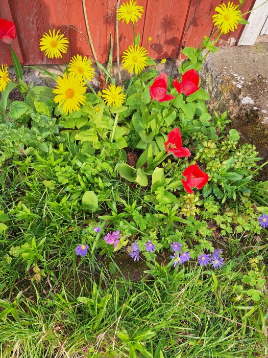 Vårblommor vid röd trävägg, inklusive gula vårkragar, röda tulpaner och blå balkansippor.