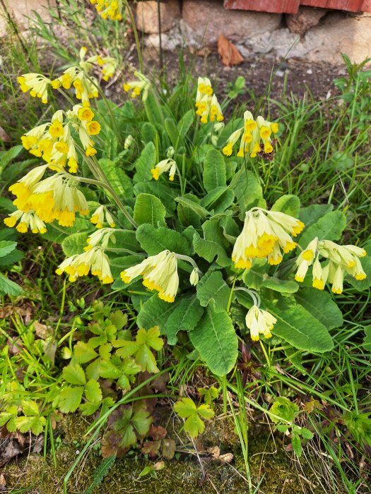 Gula gullvivor i full blom bland gröna blad och gräs vid en stenmur.