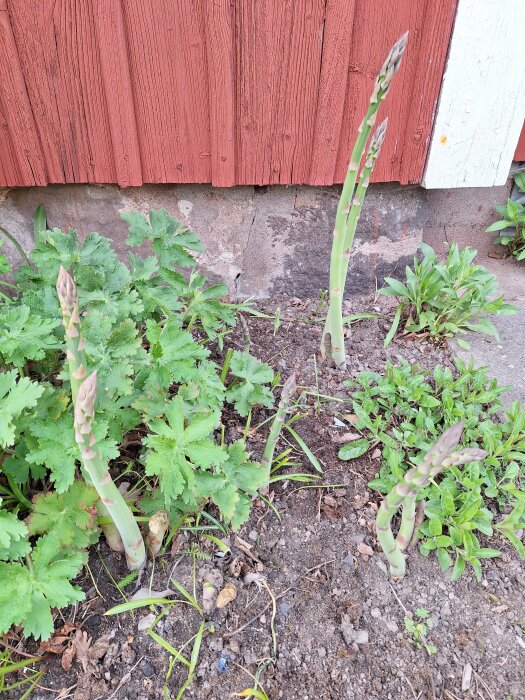 Sparrisväxter som börjar gro i en trädgård med synliga knoppar och gröna blad.