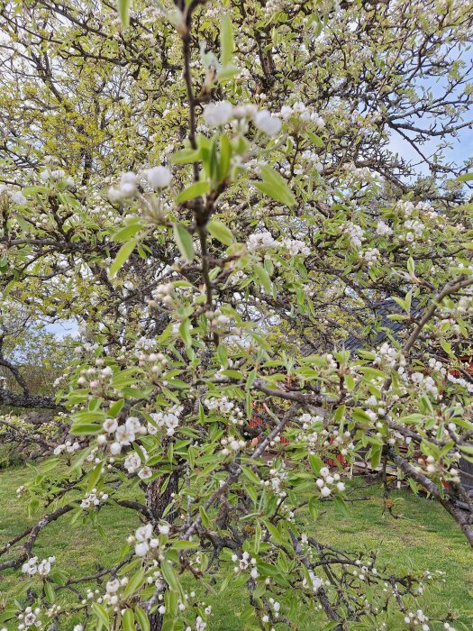 Häggmispelträd fullt av vita blommor med gröna lövverk i en trädgård.