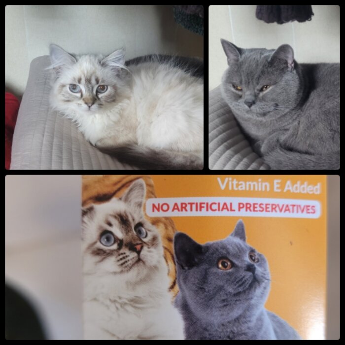 Två bilder av katter upptill och en kattgodisförpackning med liknande katter nedtill.