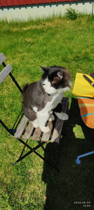 Katt som sitter på en stol vid matbordet utomhus på en solig dag.