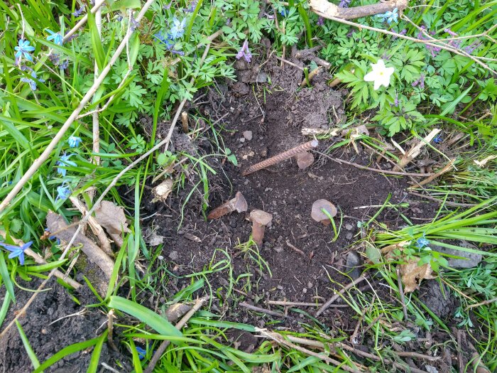 Markarbete i trädgården med synliga gamla stolpar och färskt grävt jord omgivet av grönska och blå blommor.