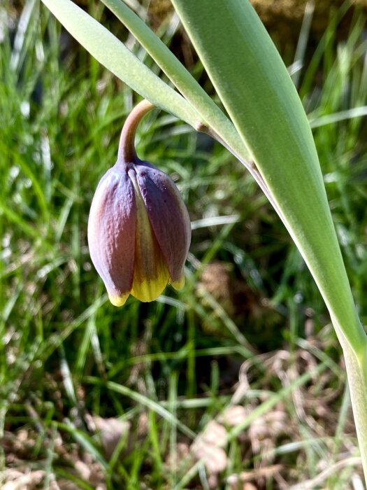 Nyutsprungen Fritillaria uva-vulpis, med lila och gula färger, omgiven av gröna blad och gräs i bakgrunden.