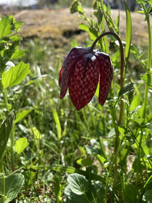 Fritillaria meleagris, kungsängslilja, i fokus med rödviolett schackrutigt mönster, omgiven av grönt gräs i solljus.