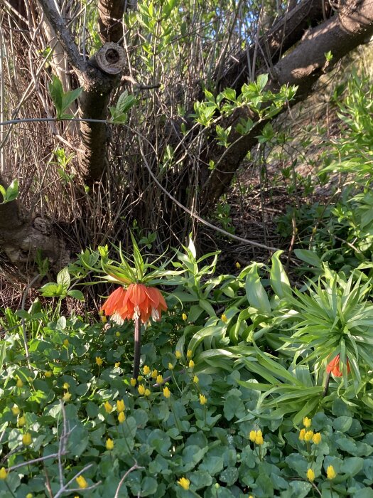 Kejsarkrona och andra vårblommor i en trädgårdsrabatt i dagsljus.