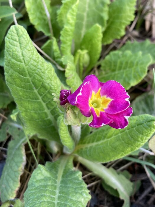 Närbild på en blommande Primula auricula med lila kronblad och gult centrum omgiven av gröna blad.