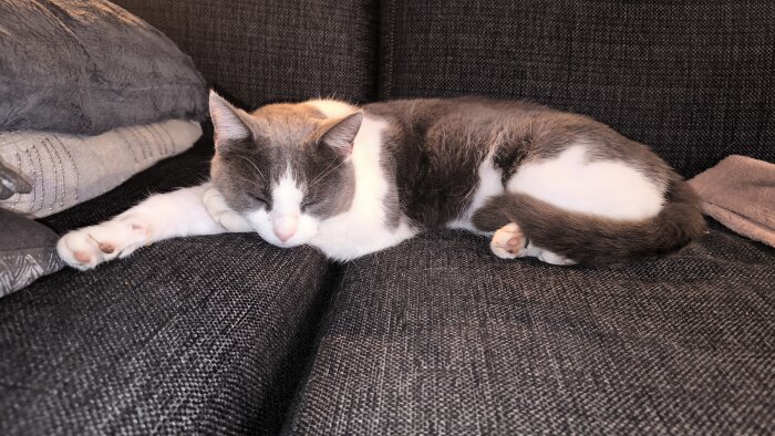 Grå och vit katt sover djupt på en mörk soffa med kuddar.