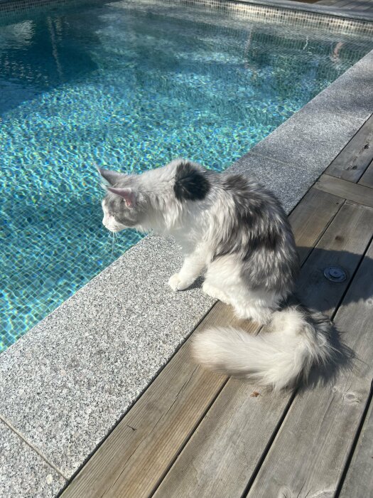Katt vid poolkanten verkar tveka inför ett dopp, på en solig dag.